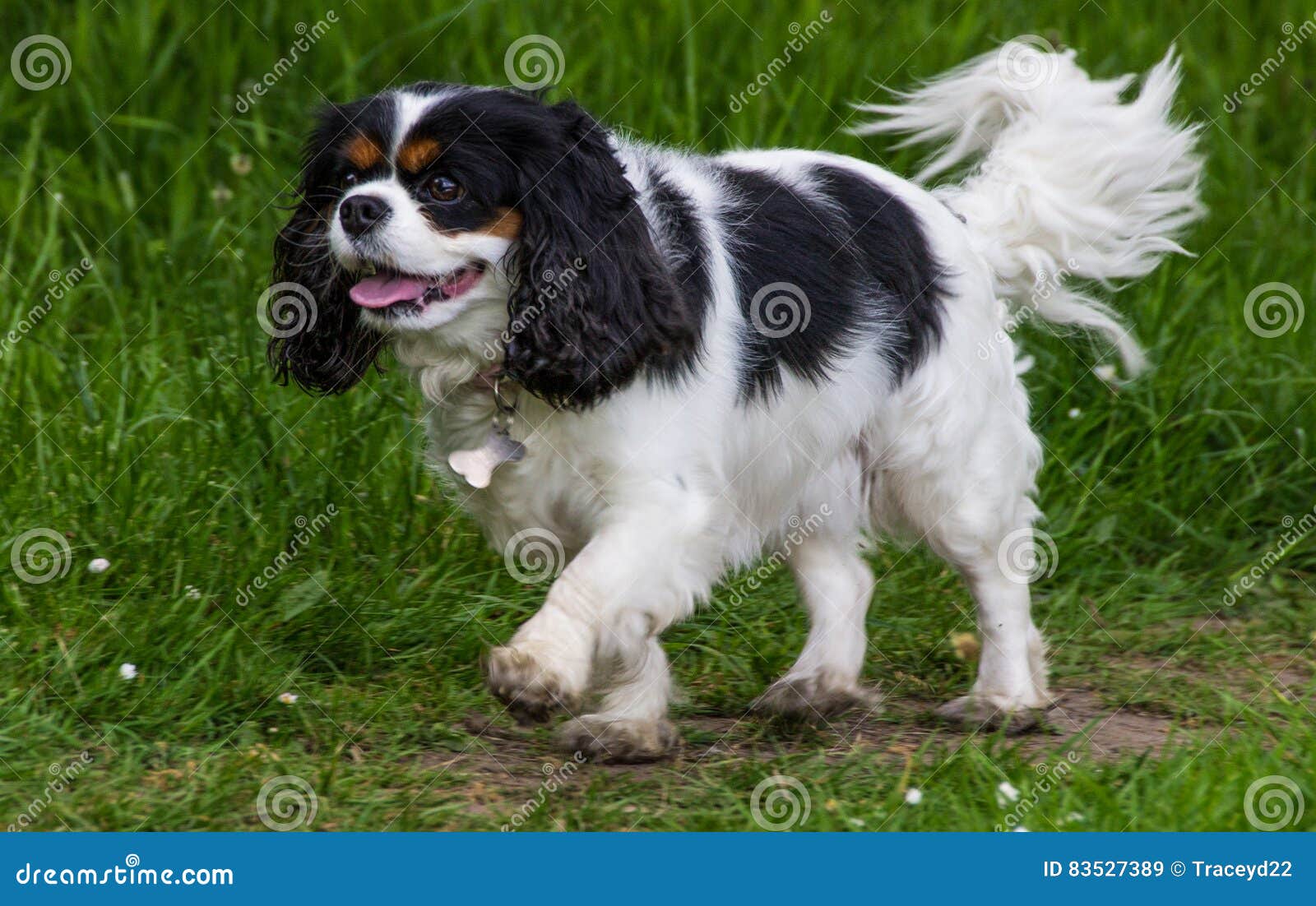 king charles spaniel tricolour