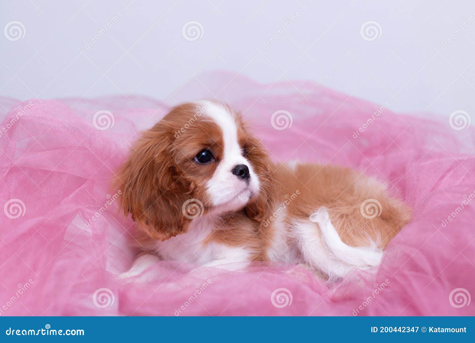 Curiosidades da mídia sobre o Cavalier King Charles Spaniel