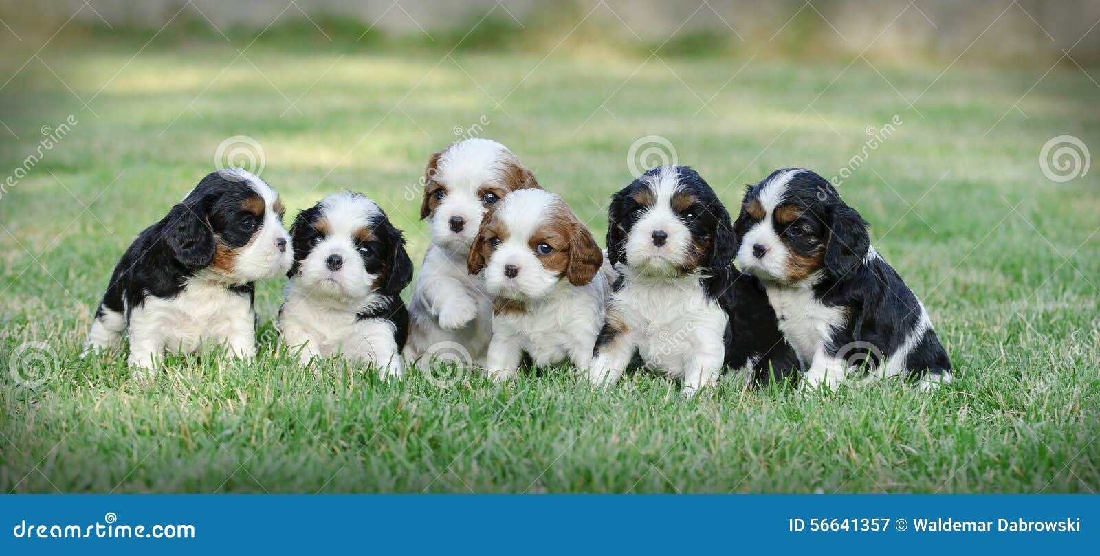 cavalier king charles spaniel puppies