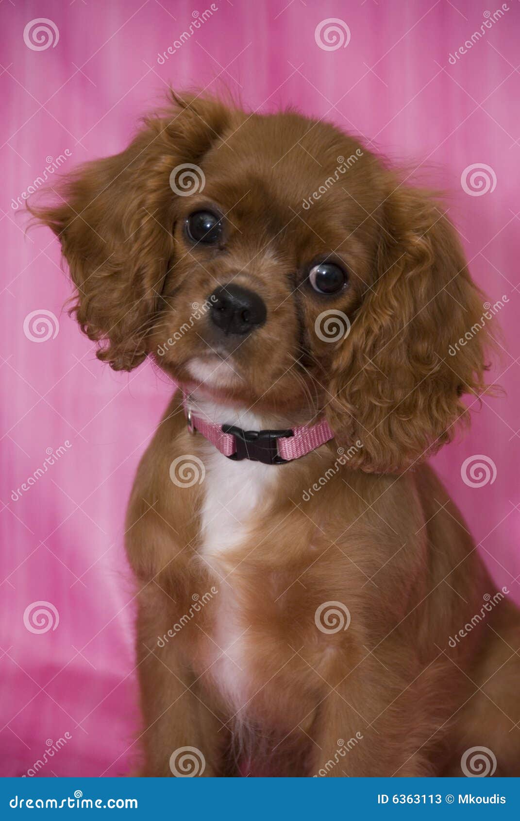 Cavalier King Charles Spaniel Puppy Stock Image - Image Of Brown, Eyes:  6363113