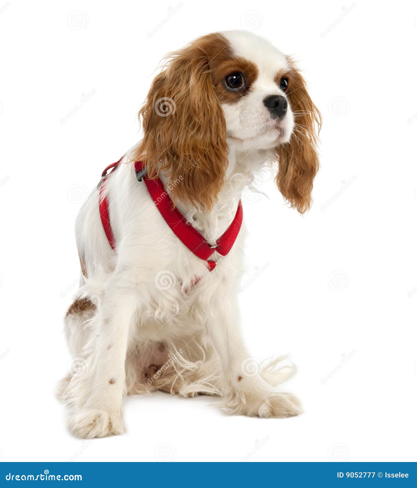 Top 27+ Pictures 7 month old cavalier king charles spaniel Updated Top 27+ Pictures 7 month old cavalier king charles spaniel Updated