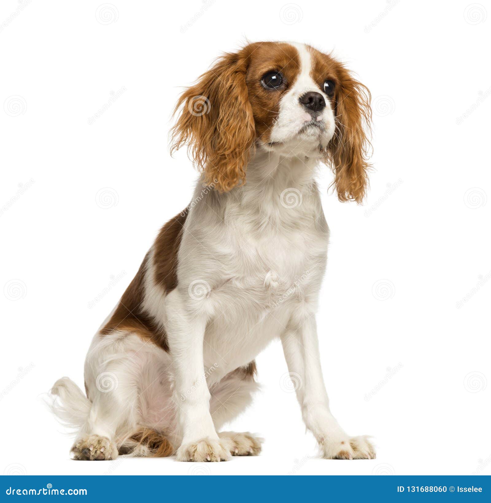 List 90+ Images 5 month old cavalier king charles spaniel Excellent