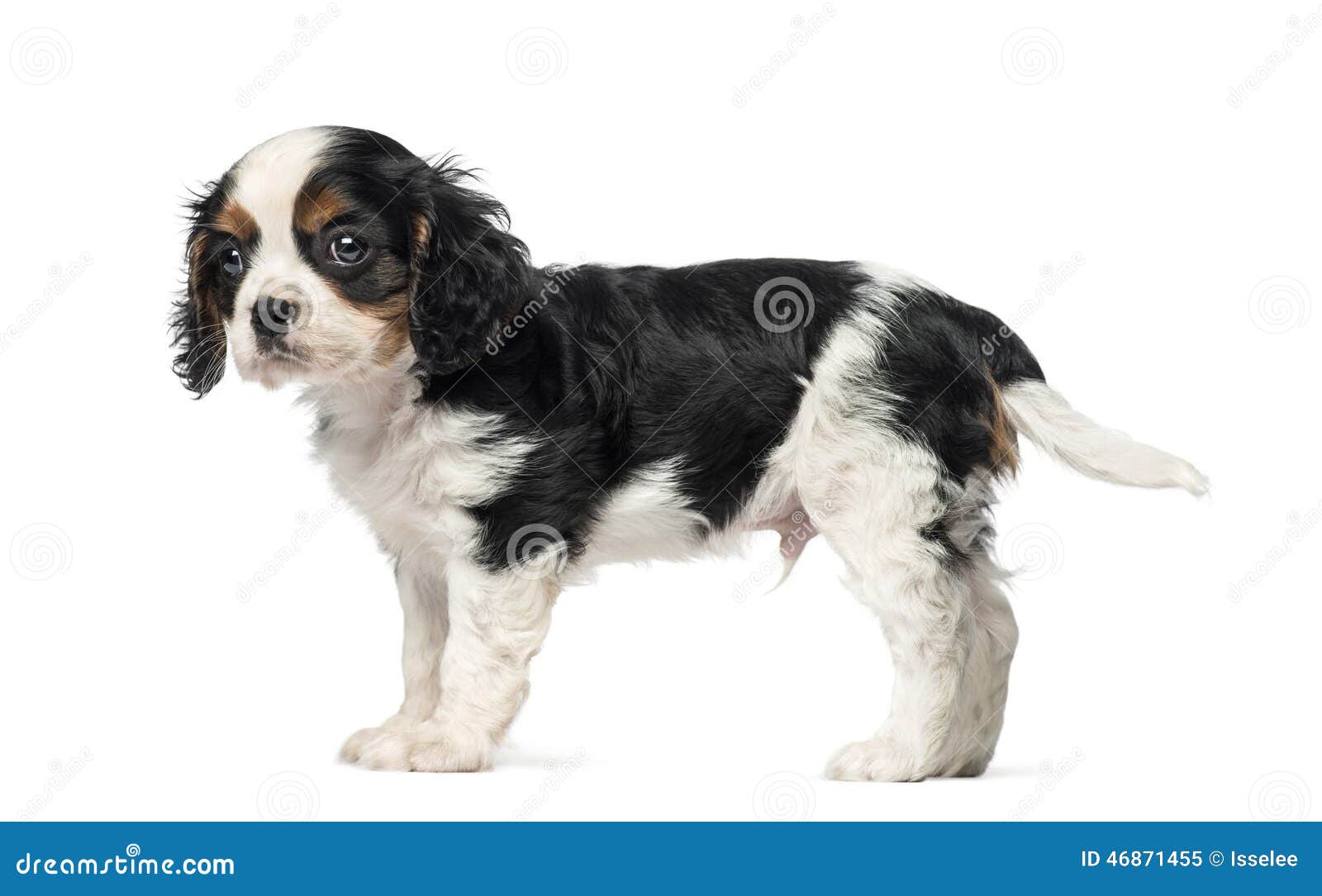 Cavalier King Charles Spaniel Puppy (8 Weeks Old) Stock Image - Image