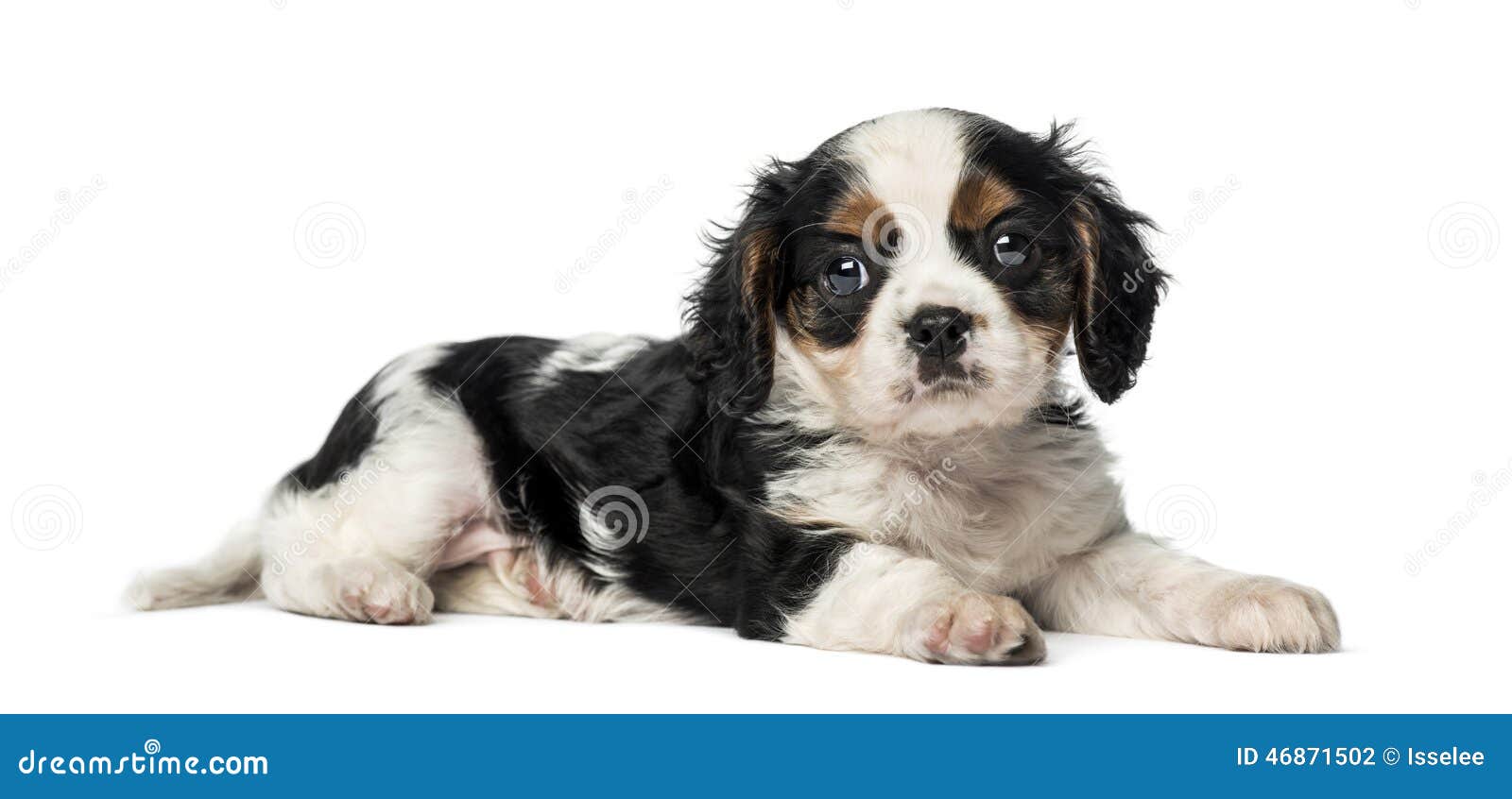 4 week old cavalier king charles spaniel