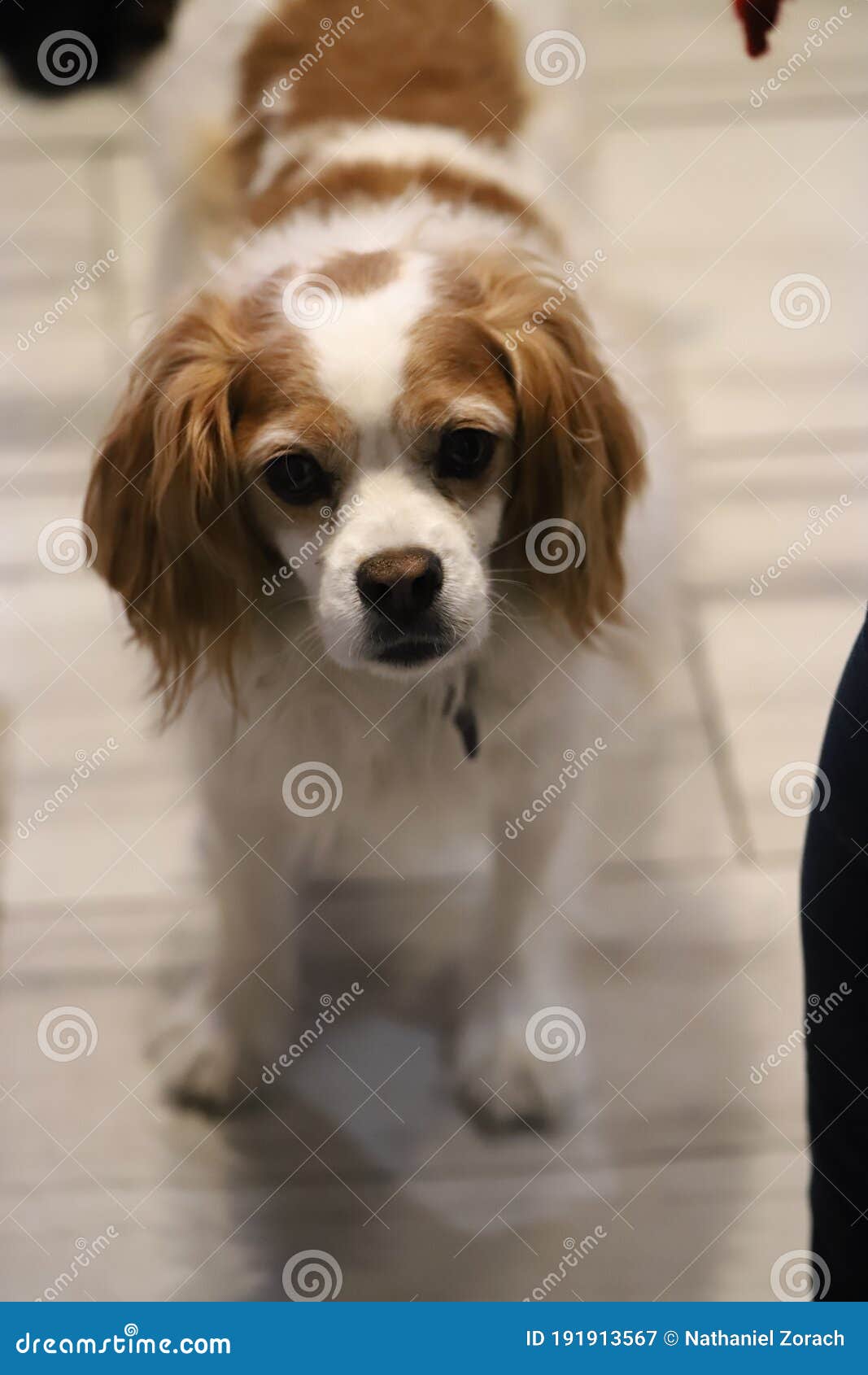nominelt skæbnesvangre øretelefon Cavalier King Charles Spaniel Rat Terrier Mix Stock Image - Image of  canine, soft: 191913567