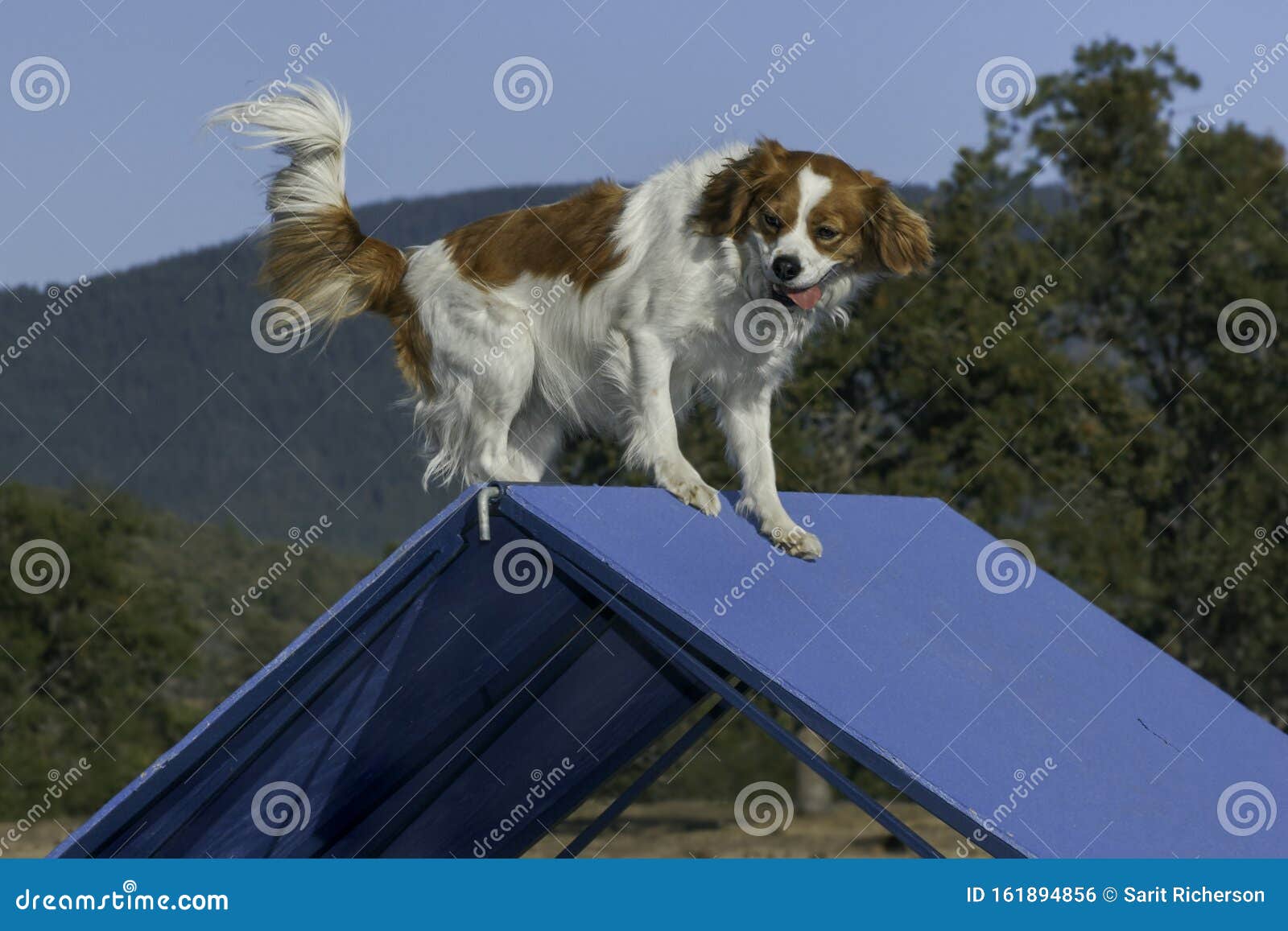 Cavalier King Charles Spaniel At The Top Of A Blue Dog Agility A Frame Stock Photo Image Of Nature Canine 161894856