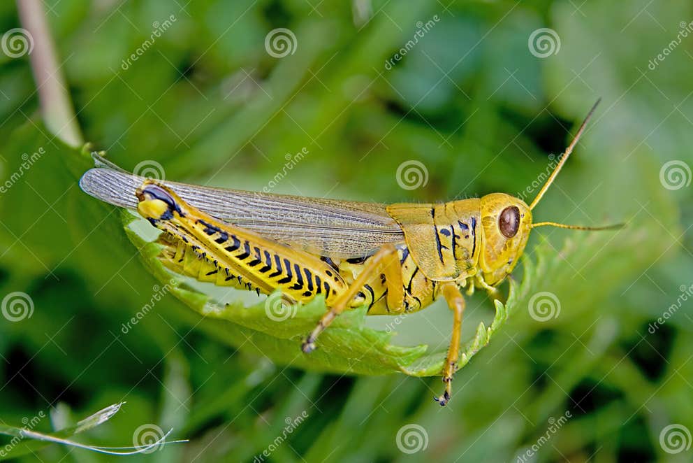 Pesca Della Bobina Della Mosca Con Gli Accessori Su Legno Fotografia Stock - Immagine Di Gancio - Foto 5