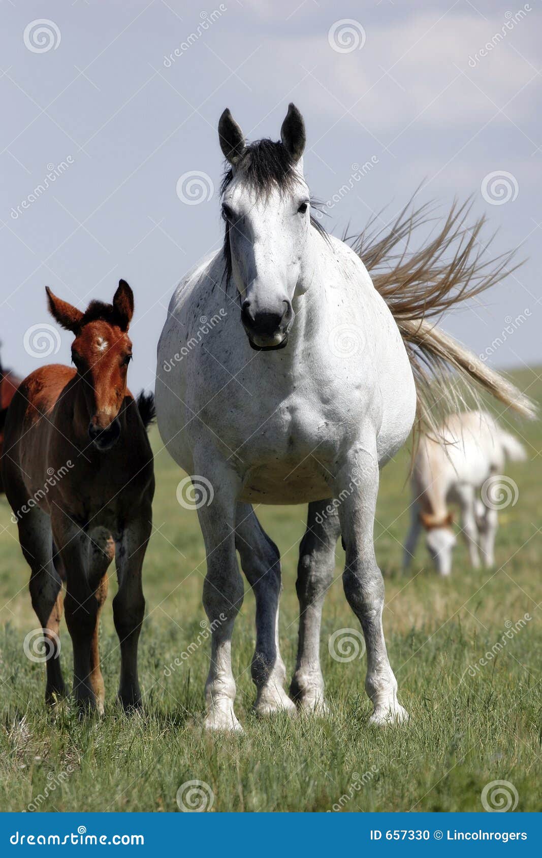 Cavalli - cavalla e bambino (alti). Una cavalla incinta ed il suo basamento d'un anno in un paesaggio selvaggio nell'ovest americano (fuoco poco profondo).