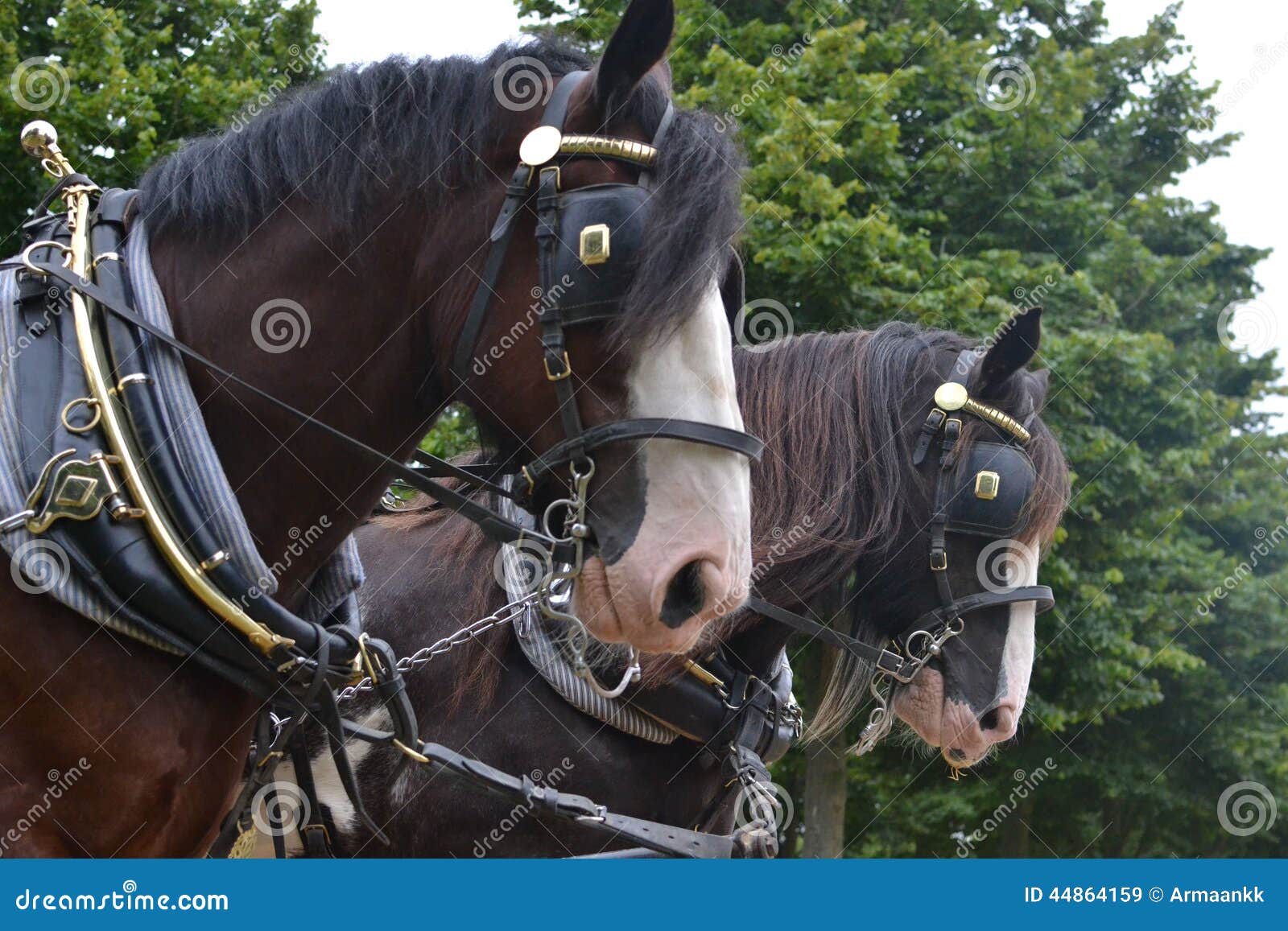 Cavallo. Due hourses presi dall'uomo ed assoggettato