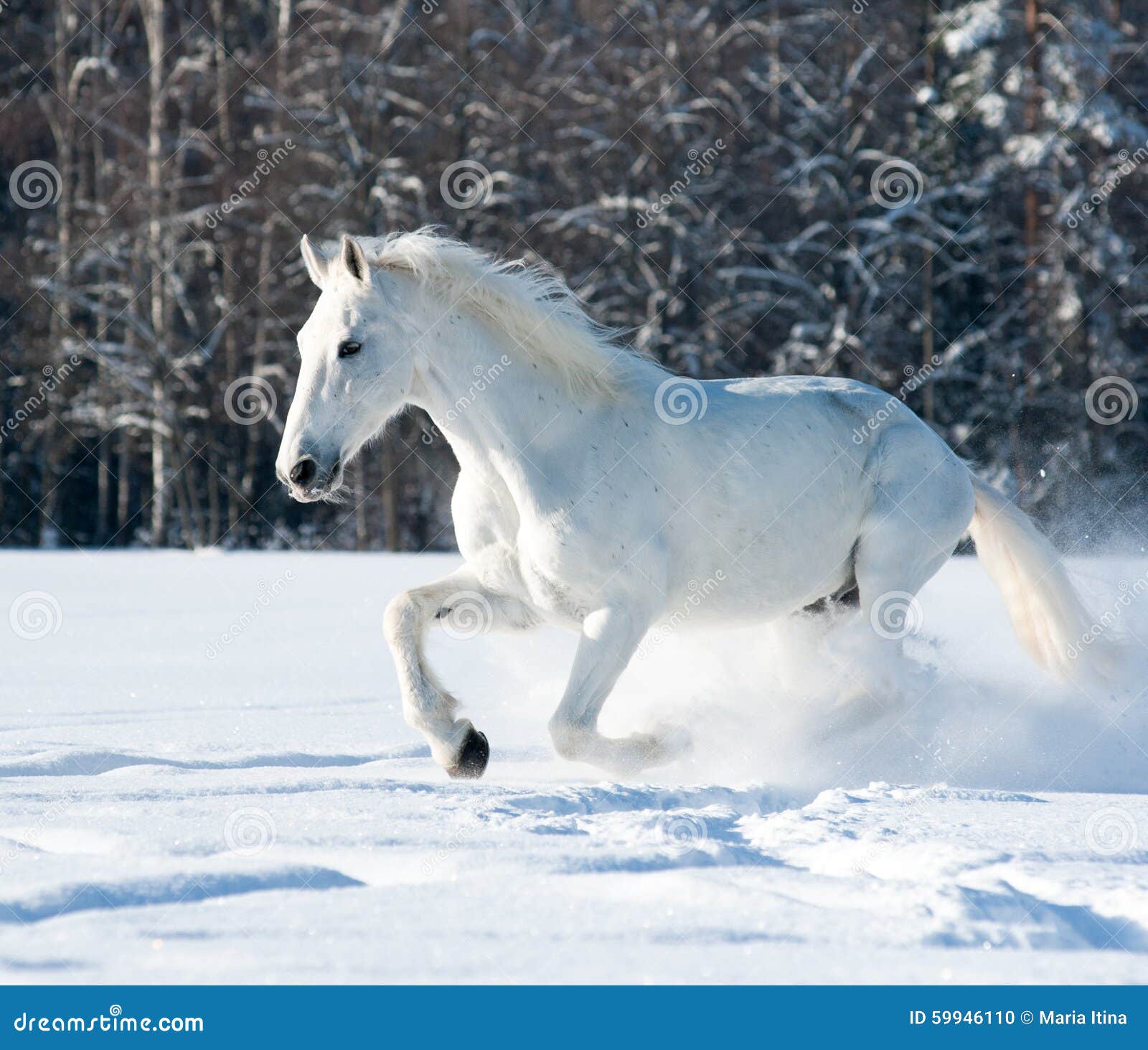 Funzionamento del cavallo bianco in tutto la neve