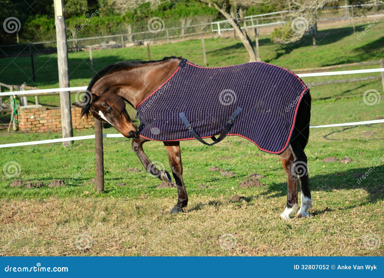 Kit Cinghie E Controcinghie Chiusura Cofano Anteriore Mehari Grigie - Foto 2