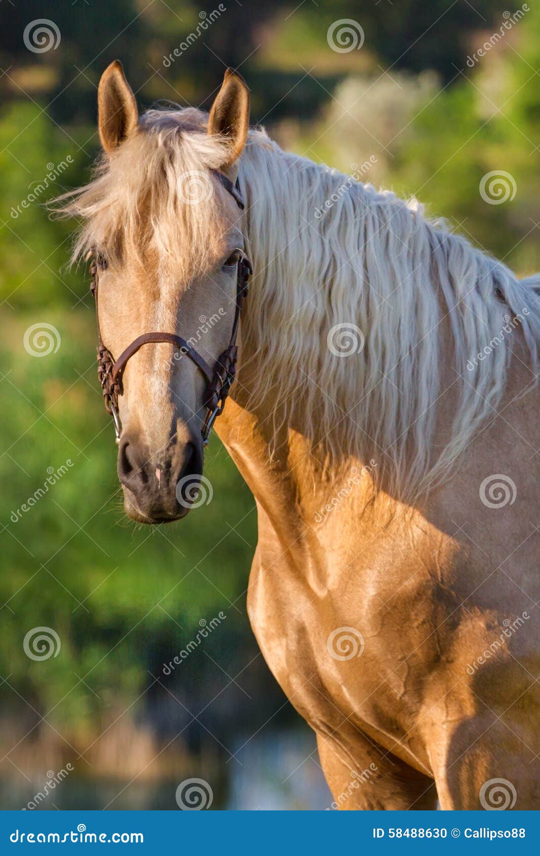 Cavallo crema fotografia stock. Immagine di esterno, sole - 58488630