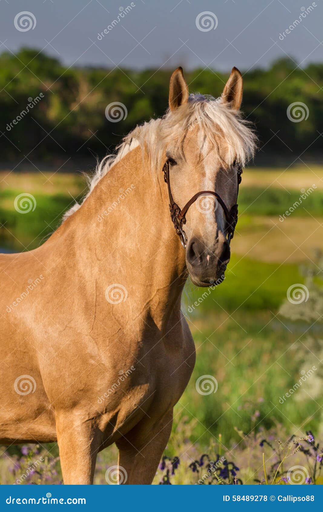 Cavallo crema fotografia stock. Immagine di cielo, prato - 58489278