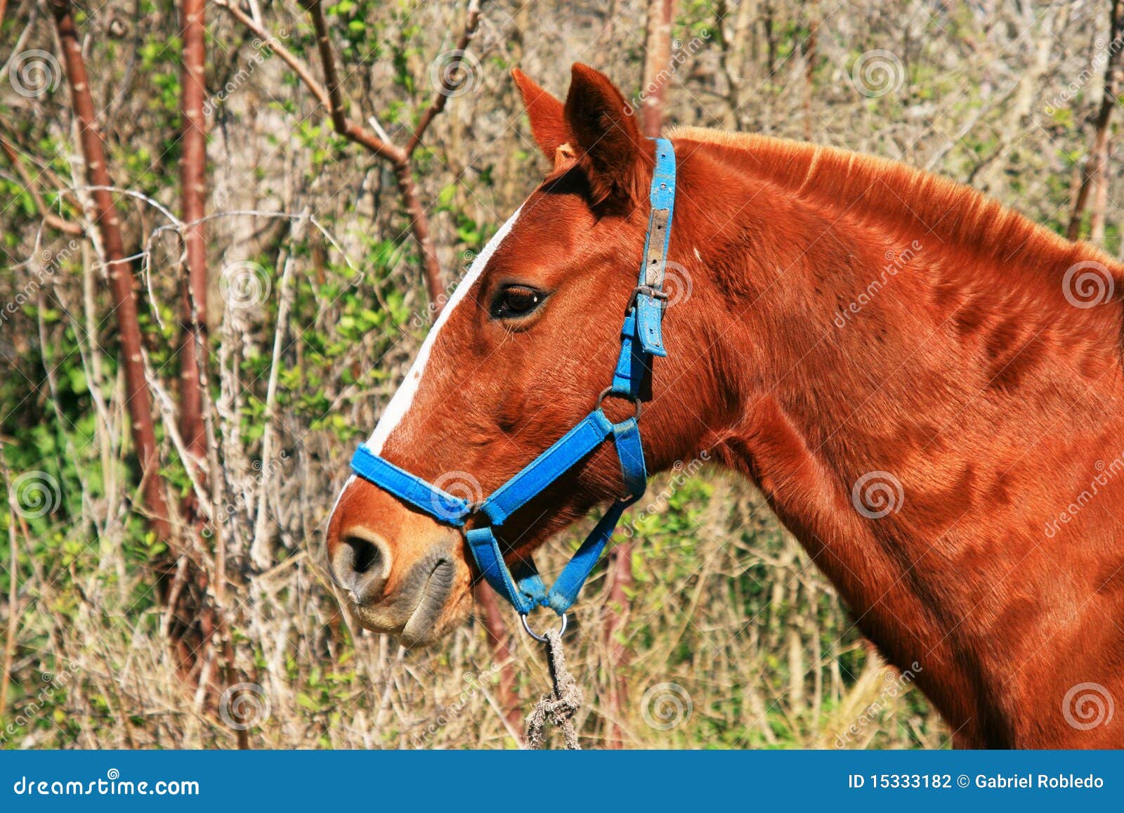 Cavallo Da Sella Francese Fotografia Stock Immagine Di Alimento