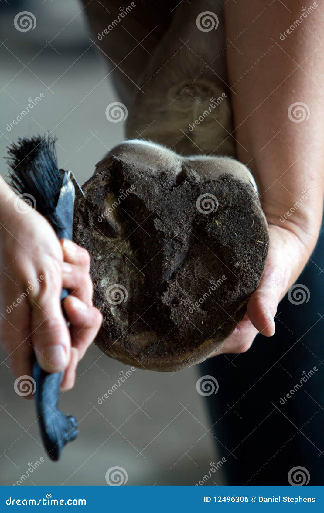 Zoccolo Del Cavallo E Del Ferro Di Cavallo Dopo La Calzatura Nella Stalla Image74501073 - Foto 10