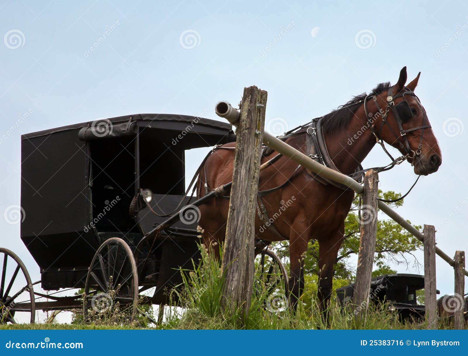 Cavallo e buggy. Il cavallo ed il buggy dei Amish hanno legato alla guida hitching.