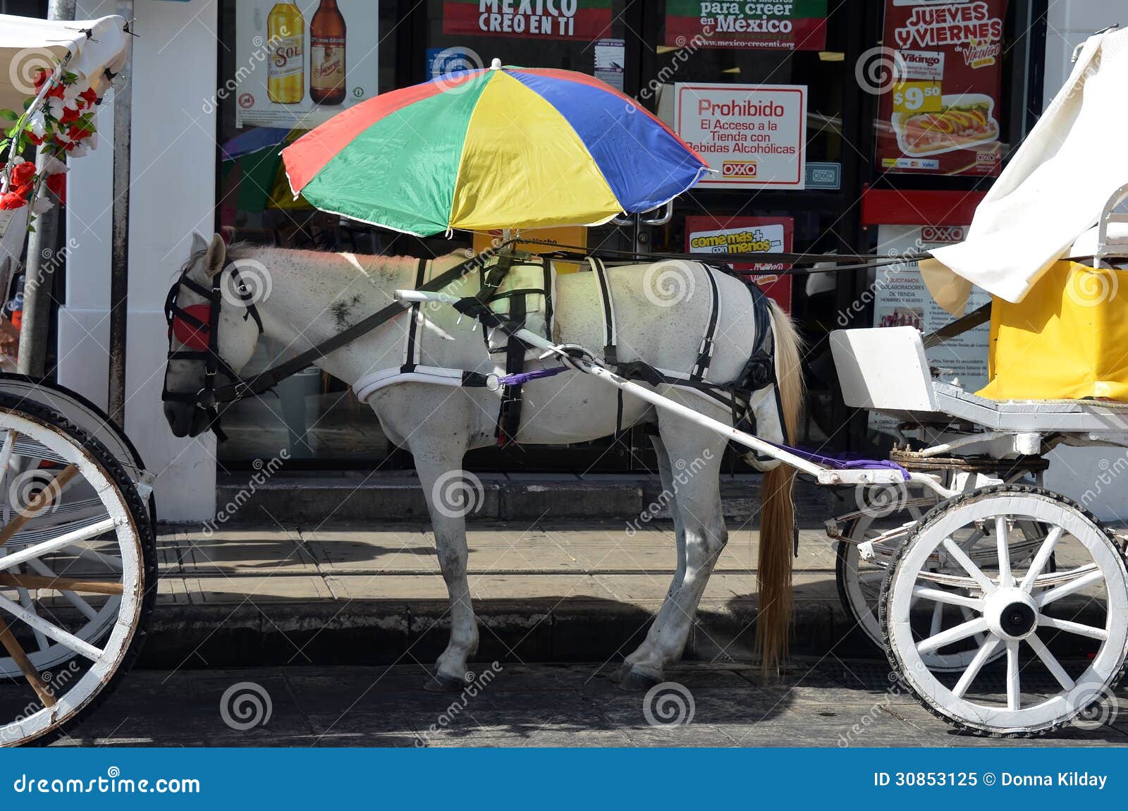 cavallo-ed-ombrello-di-trasporto-30853125.jpg