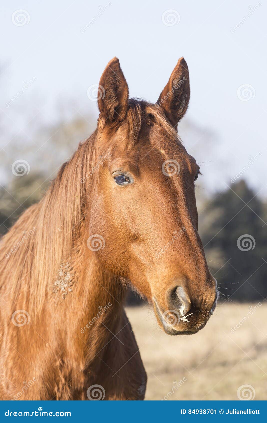 Cavallo Francese Immagine Stock Immagine Di Stallion