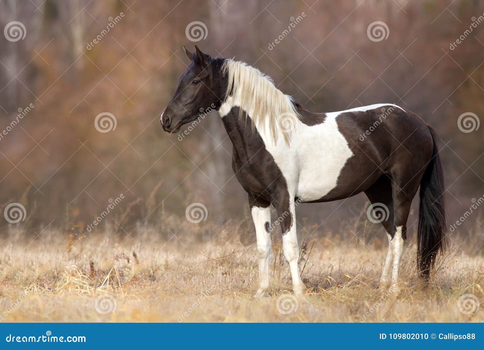 Cavallo pezzato all'aperto fotografia stock. Immagine di marrone