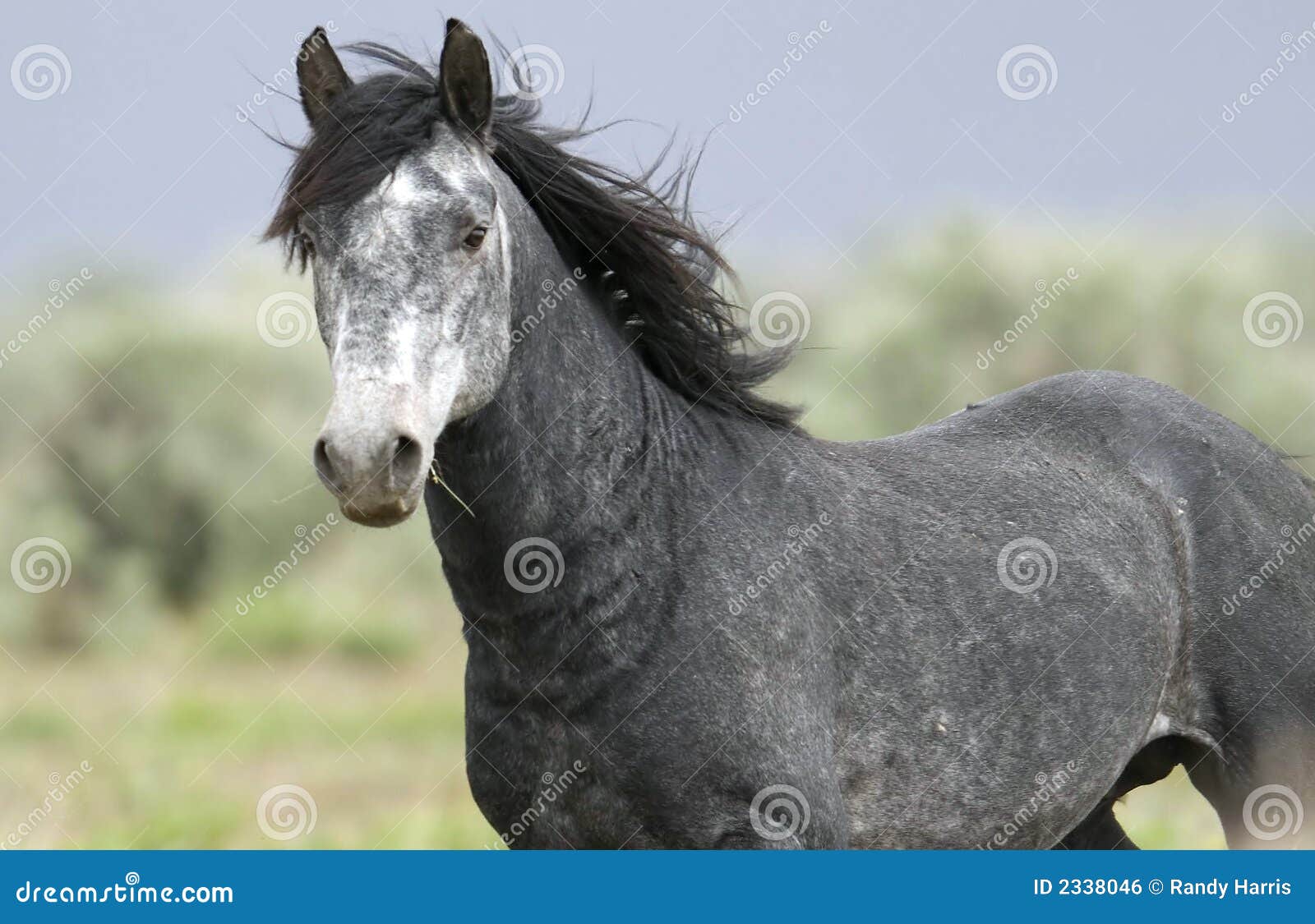 Cavallo selvaggio che si leva in piedi da solo. Cavallo selvaggio che si leva in piedi solo fuori sul praire