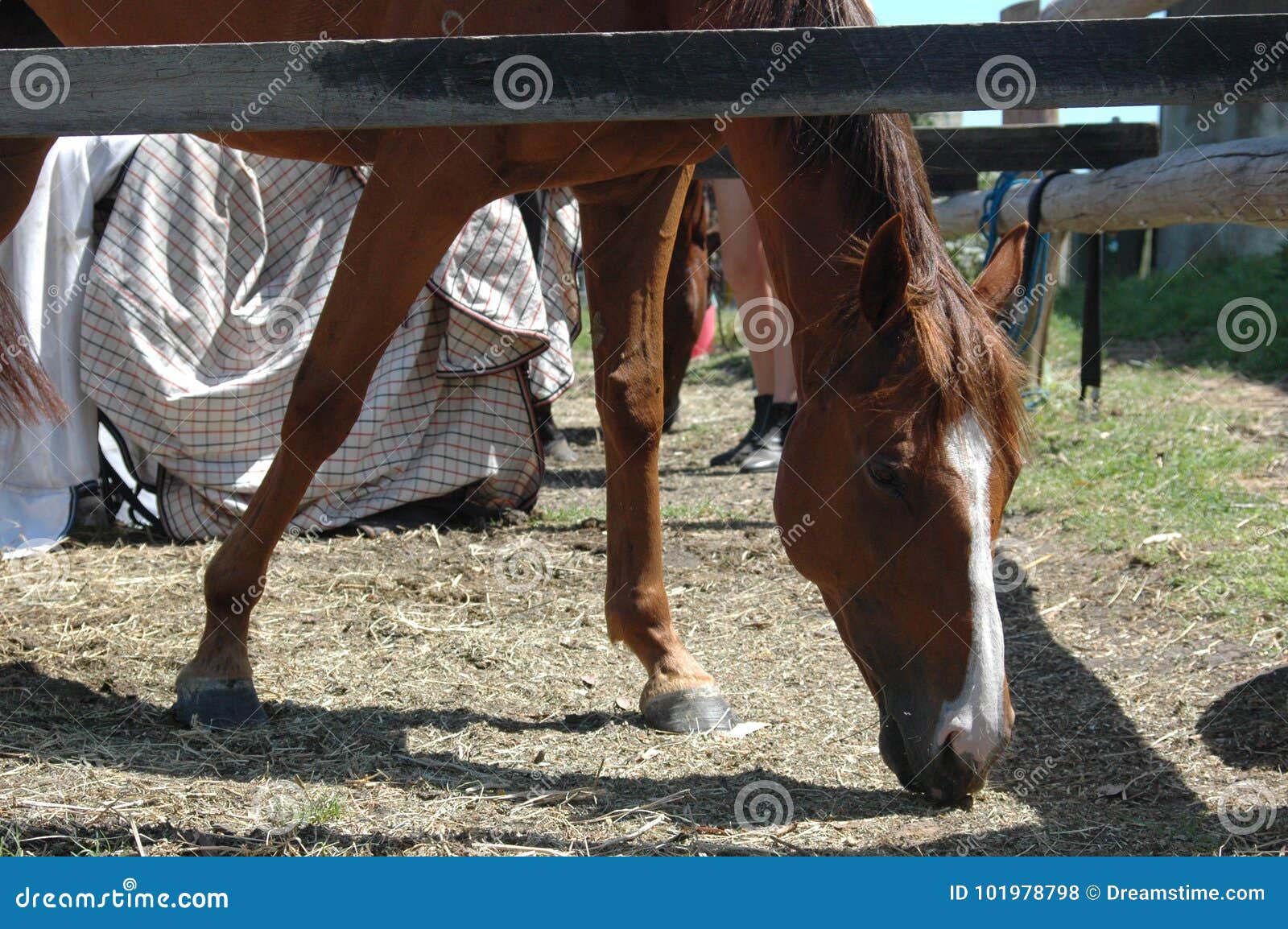 Cavallo sull'azienda agricola che mangia erba. Fuori sull'azienda agricola e sull'me ha trovato questo cavallo, così sveglio