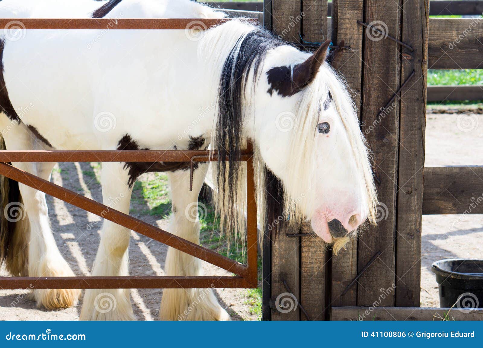 Foto di un cavallo zingaresco dai capelli lunghi con un mousctache