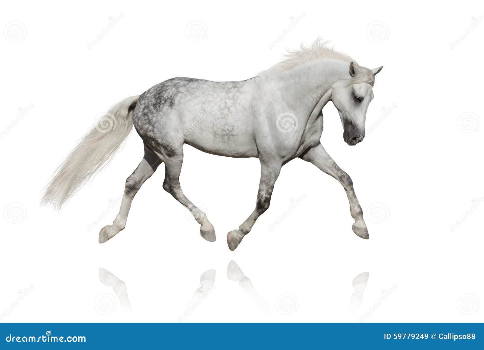 Cavalo branco, cavalo da Mongólia cavalo árabe cavalo Ferghana cavalo  Akhal-Teke, cavalo branco pulando, cavalo, animais, preto branco png