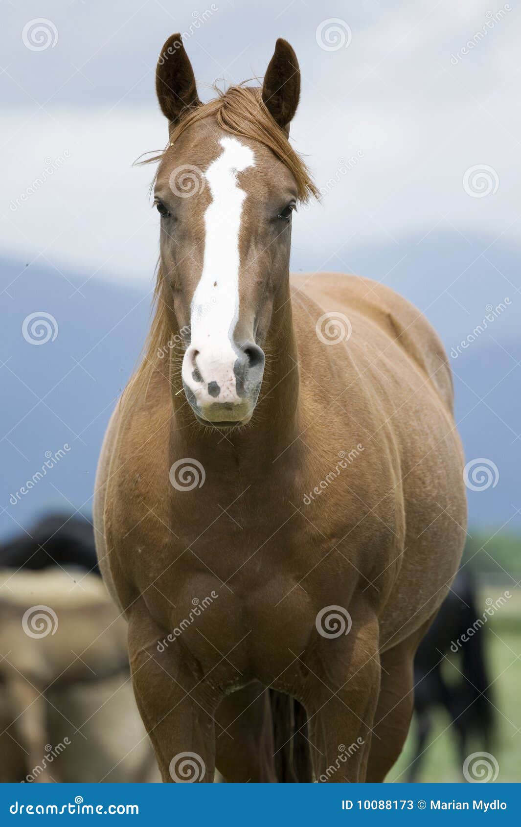 60+ Cavalo Pulando Sujo fotos de stock, imagens e fotos royalty