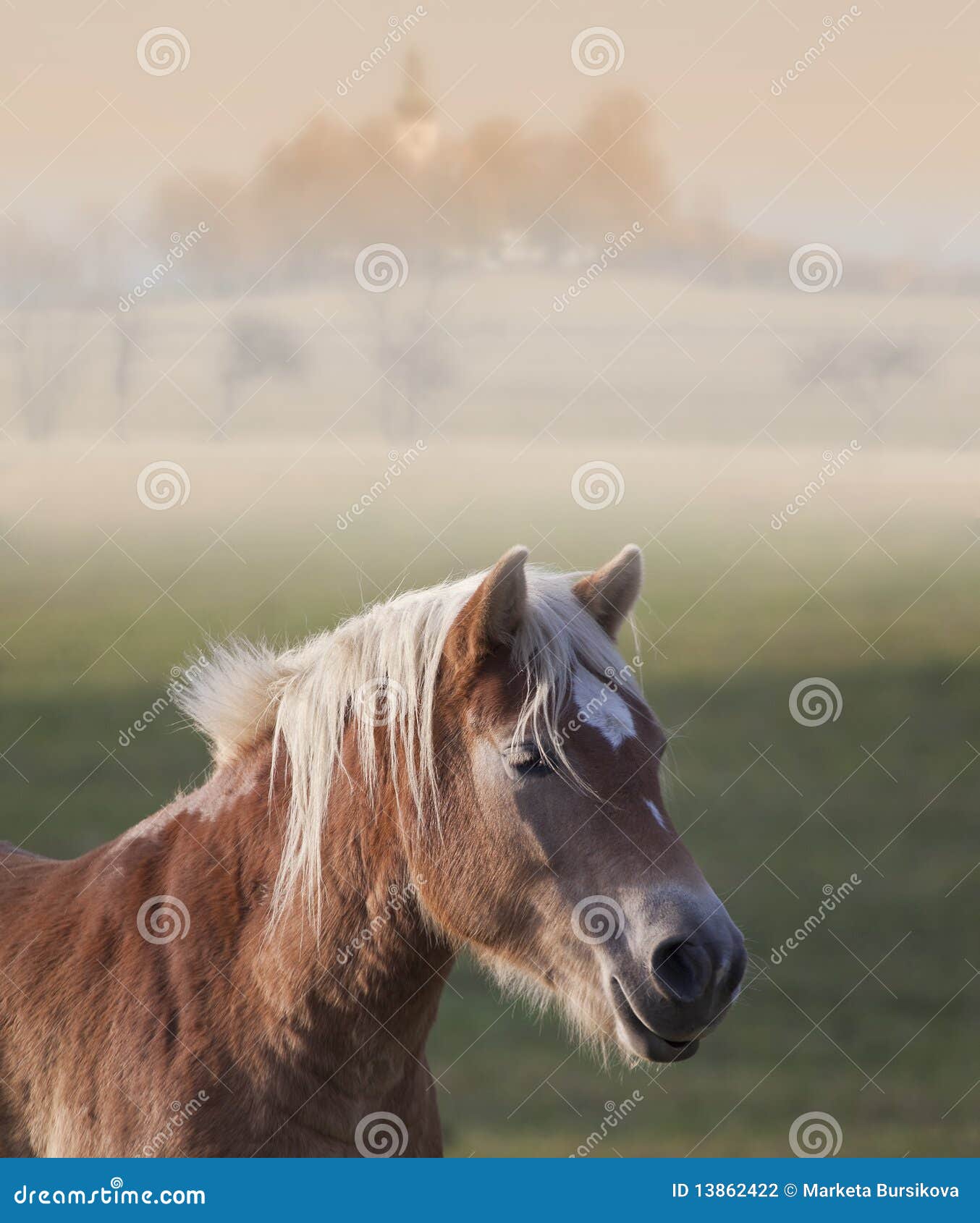 Cavalo com o país no fundo