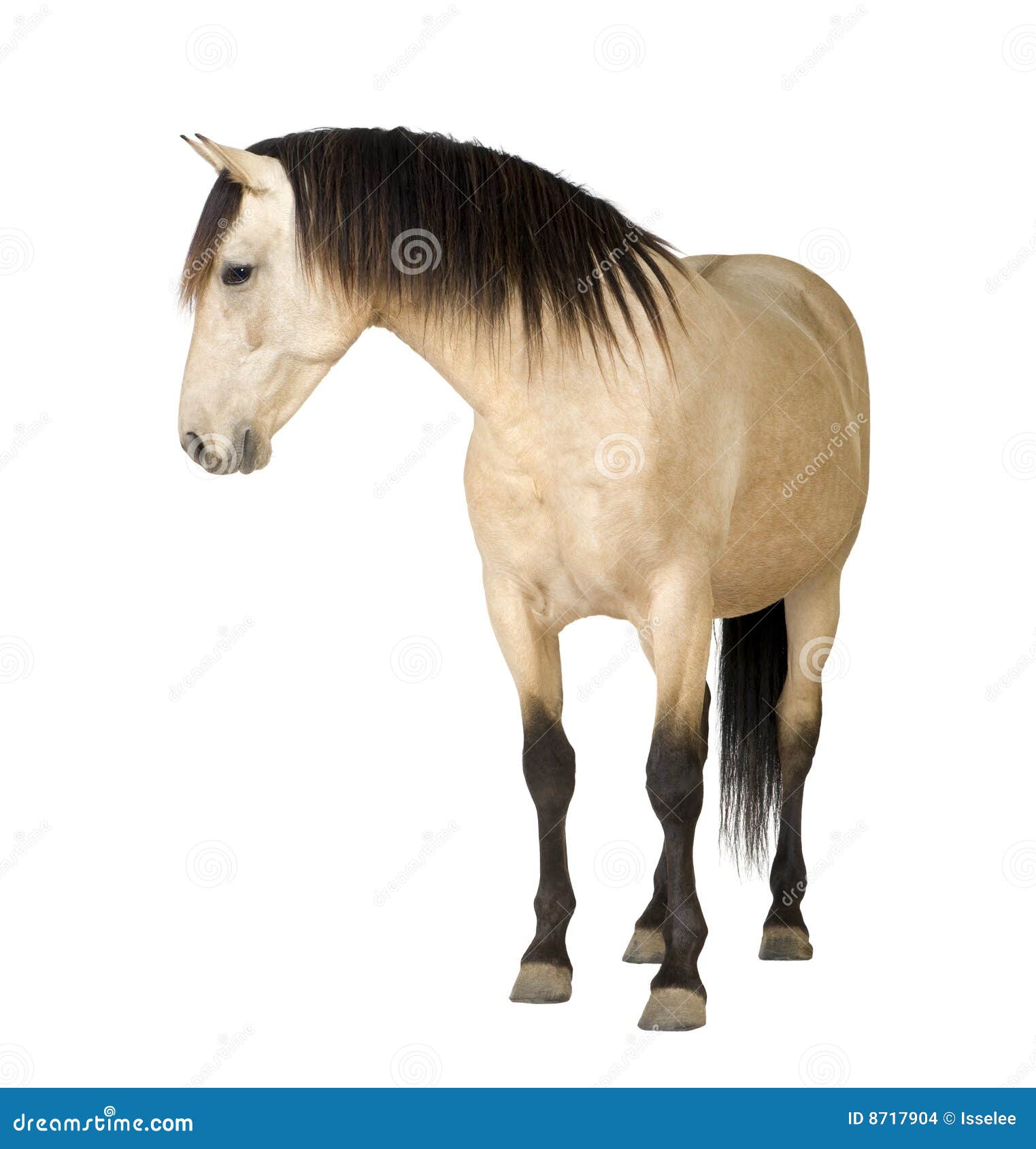 Cavalo foto de stock. Imagem de vista, vertebrado, doméstico - 8717904