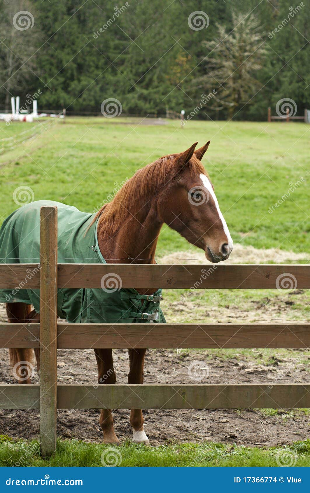 Um, cavalo, pular, ligado, cerca madeira