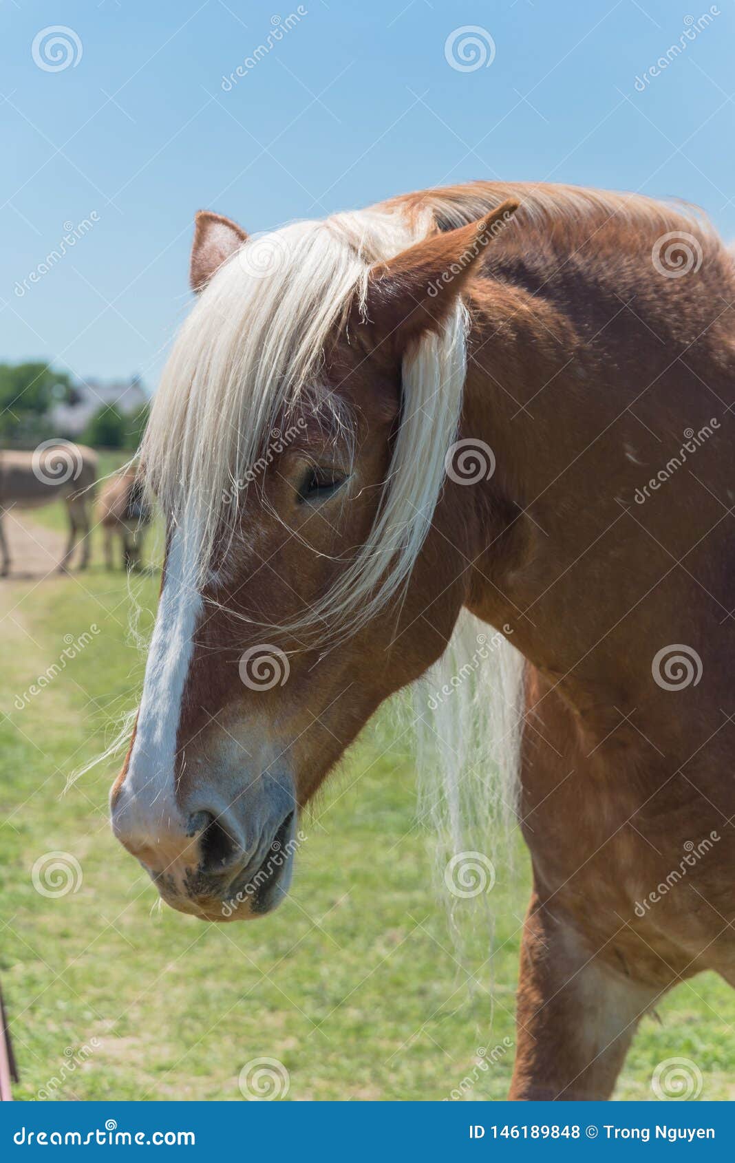 Close-up de cavalo belga, Close-up de cavalo pesado belga