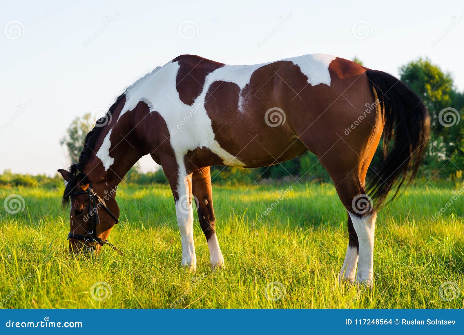 Cavalo Bonito Que Pasta Em Um Prado No Por Do Sol Foto De Stock Imagem De Bonito Naughty 117248564