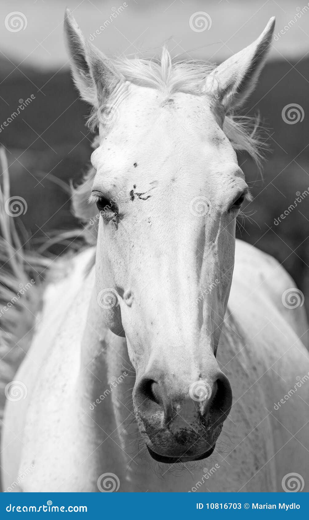 60+ Cavalo Pulando Sujo fotos de stock, imagens e fotos royalty