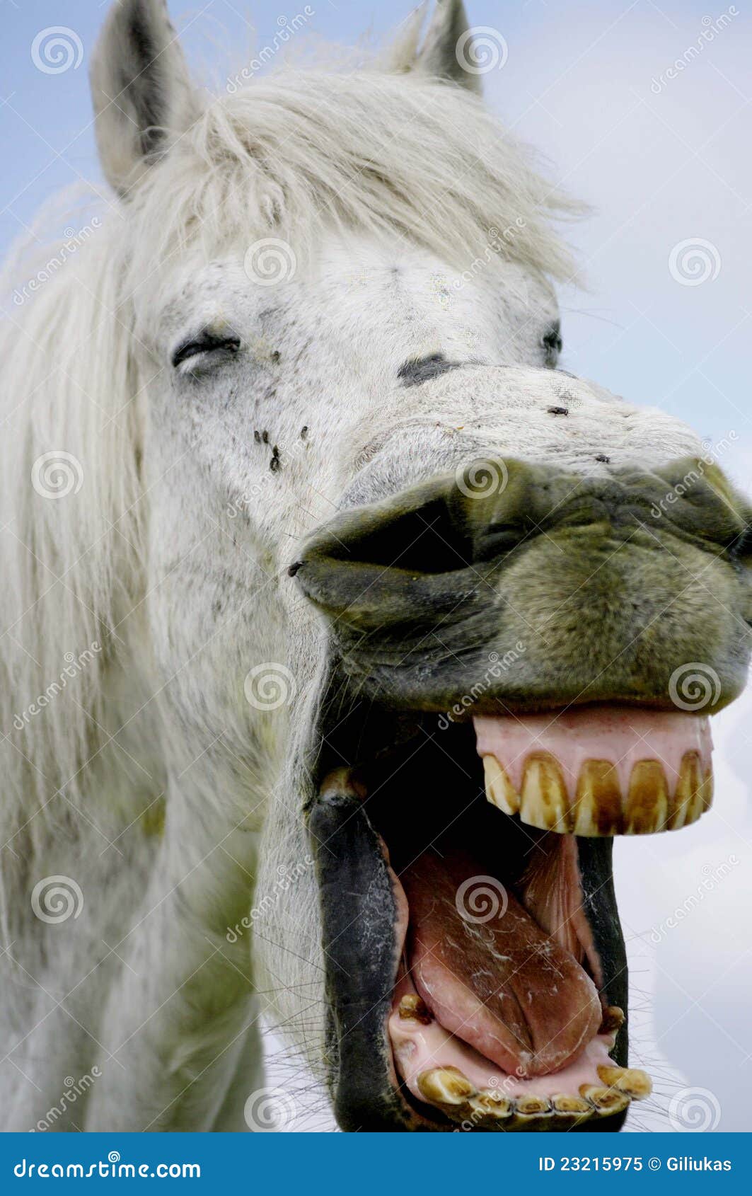 Fotos de Cavalo branco rindo, Imagens de Cavalo branco rindo sem