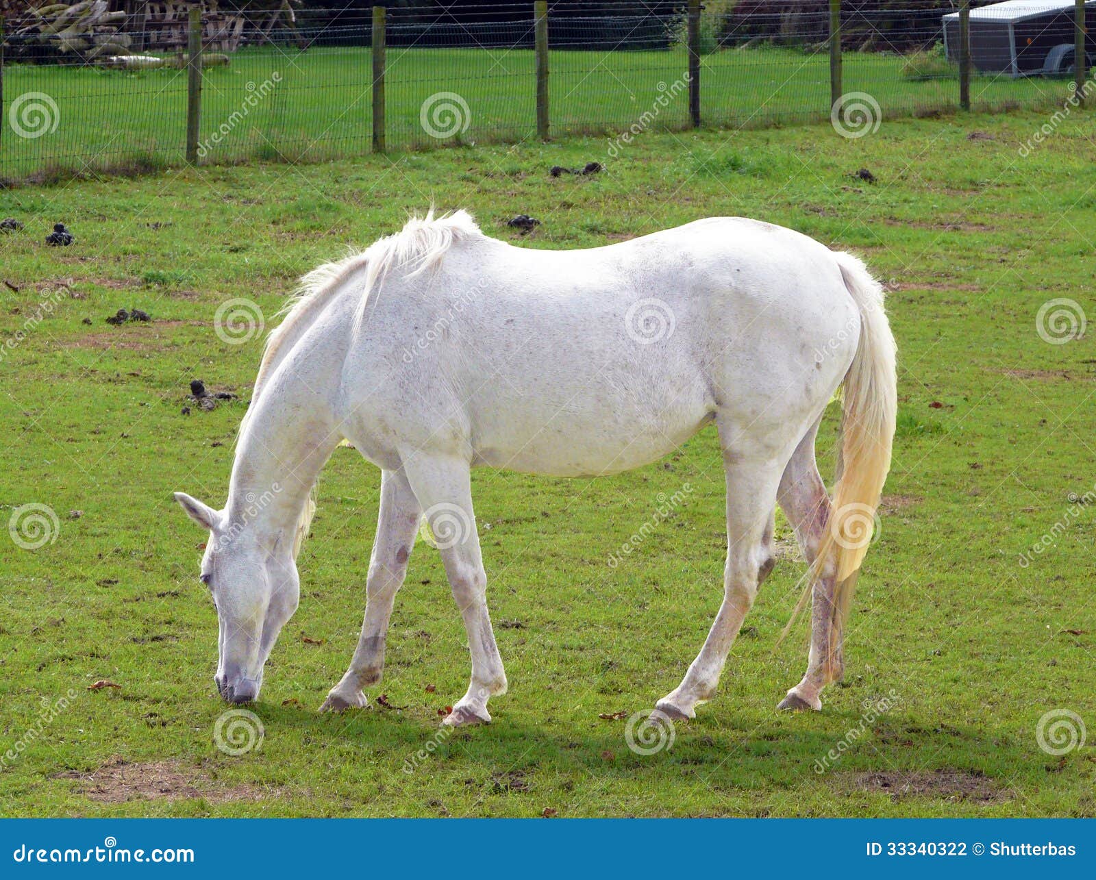 Jogo do cavalo foto de stock. Imagem de areia, cavalo - 40926784