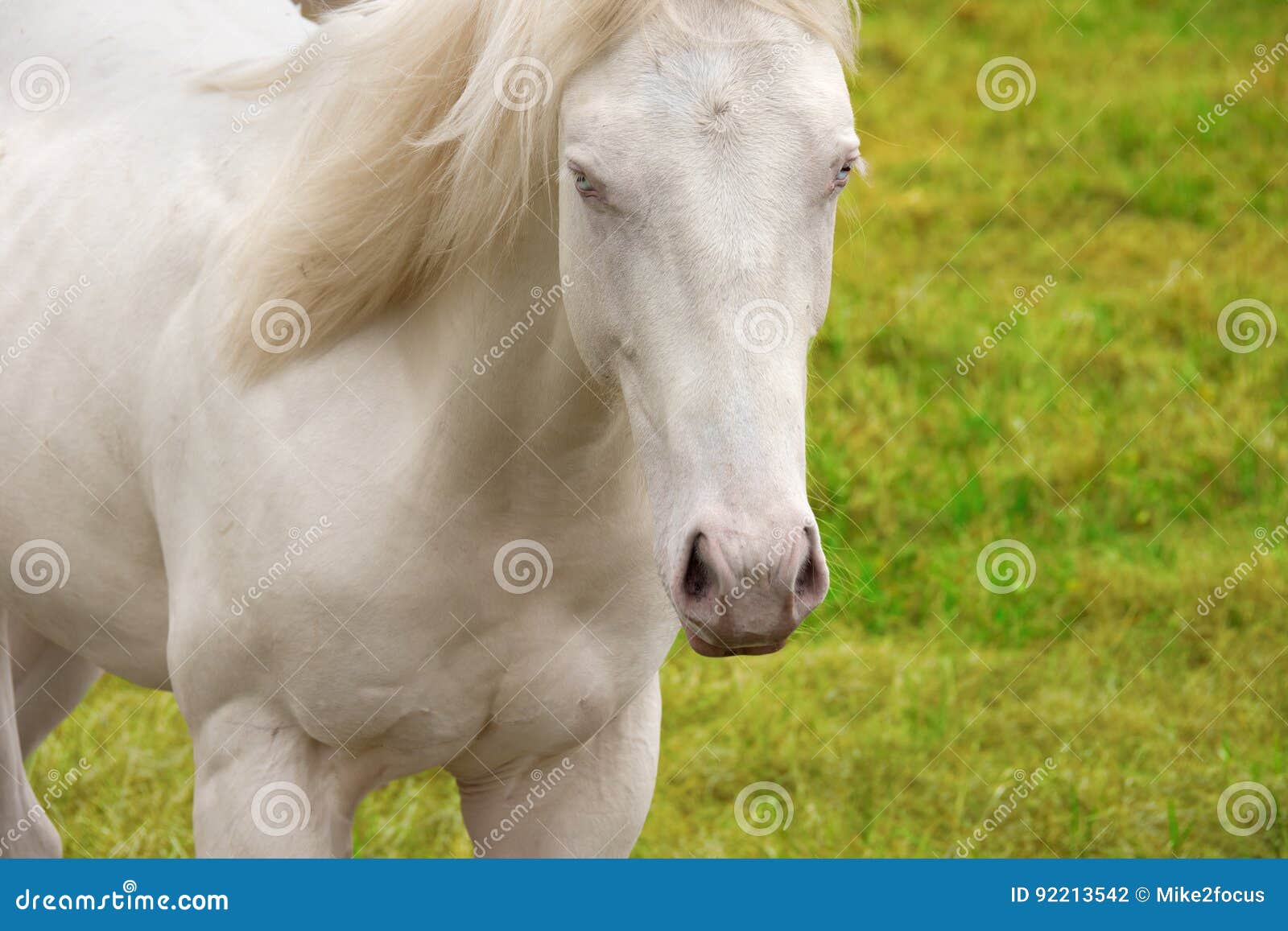 Lindo cavalo rindo branco com grandes olhos redondos