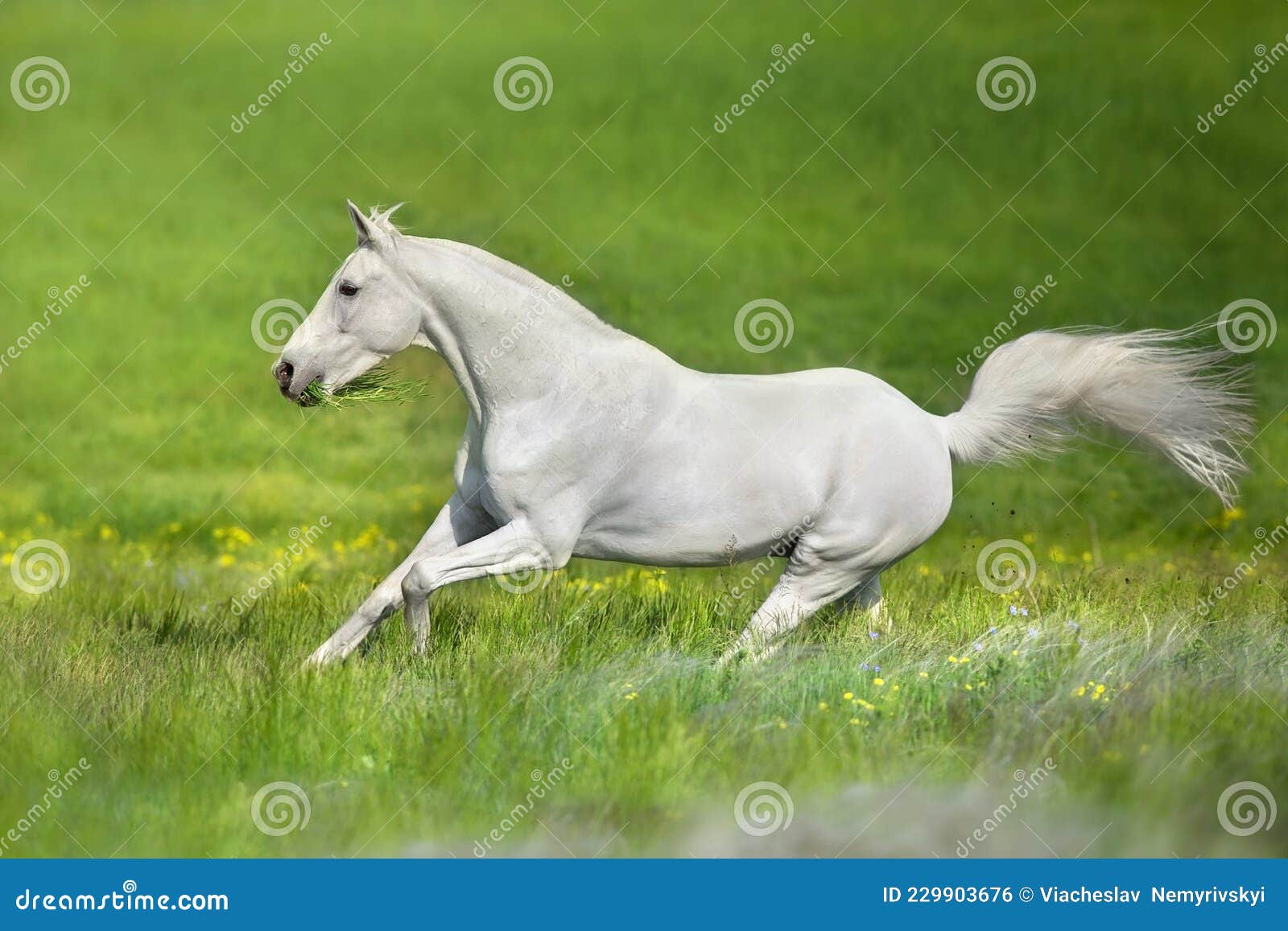 Um cavalo branco correndo no ar