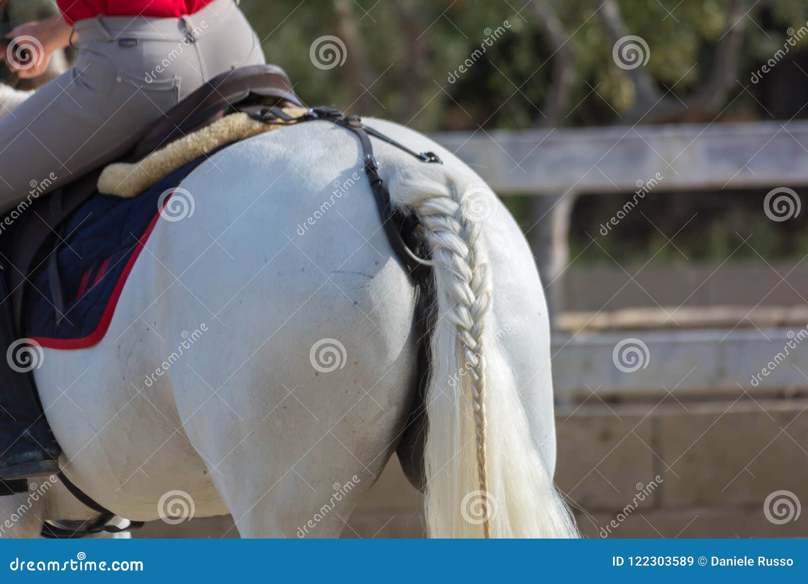 Cavalo Branco De Montada Do Homem Com Uma Trança No Rabo De Cavalo No Ridin  Imagem de Stock - Imagem de equino, esporte: 122303589