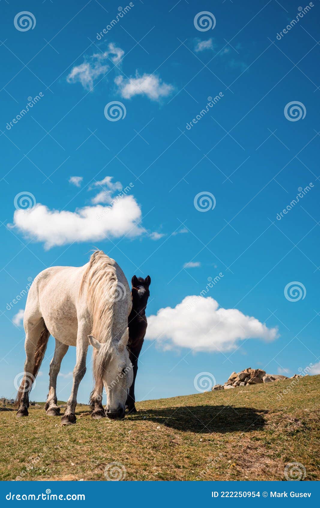 Cavalos fofinhos nunca são demais!