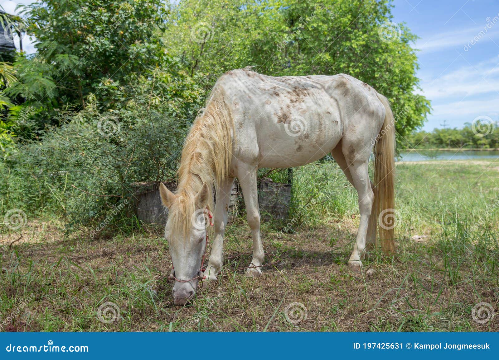 60+ Cavalo Pulando Sujo fotos de stock, imagens e fotos royalty