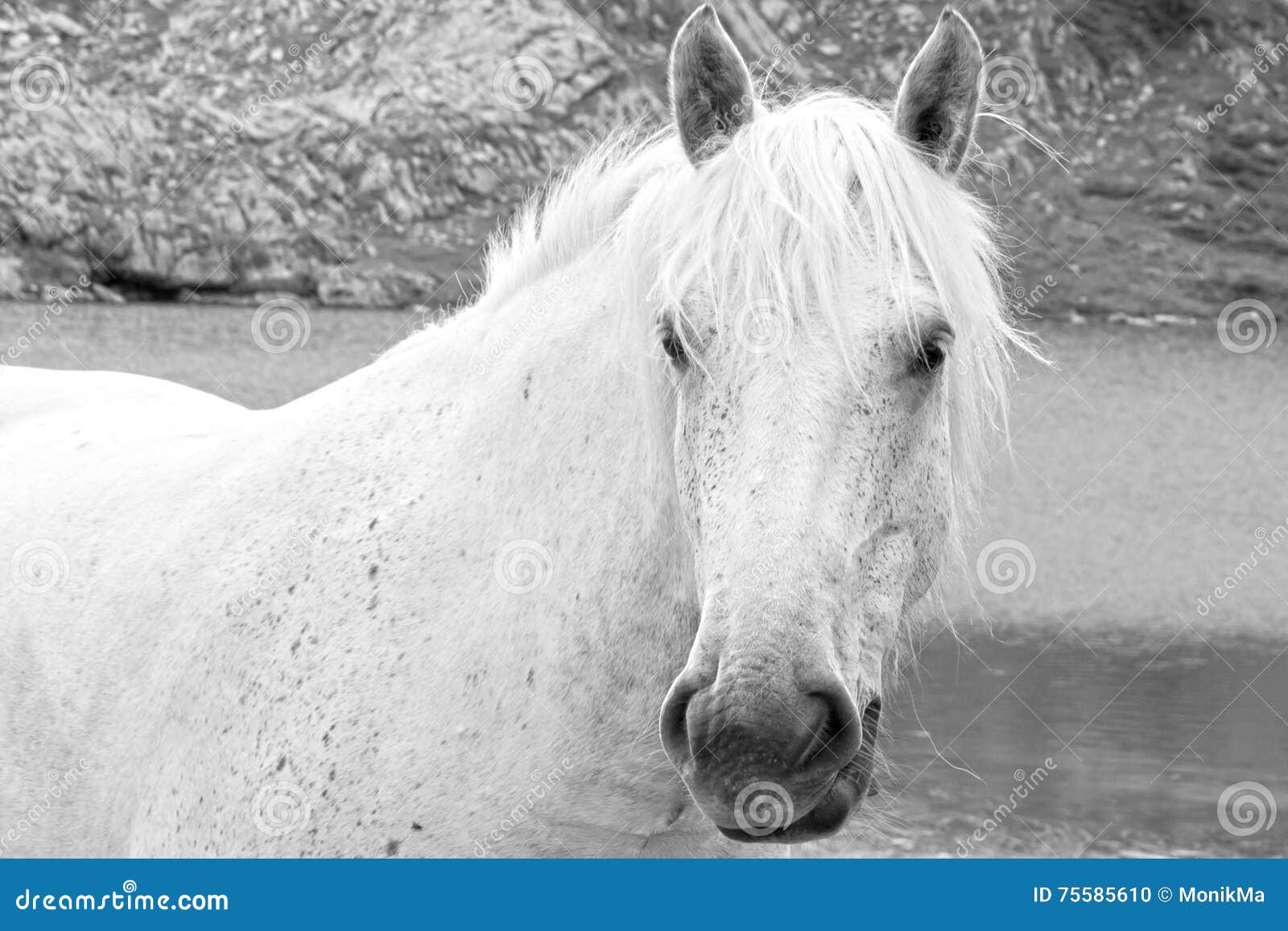 Cavalo Branco Na Frente De Você Que Olha a Você Foto de Stock - Imagem de  você, homem: 75585610