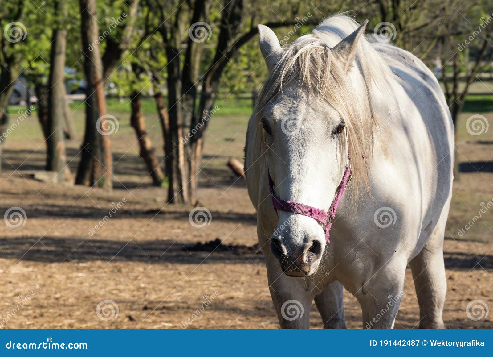 Cavalo olhando para frente para colorir e imprimir