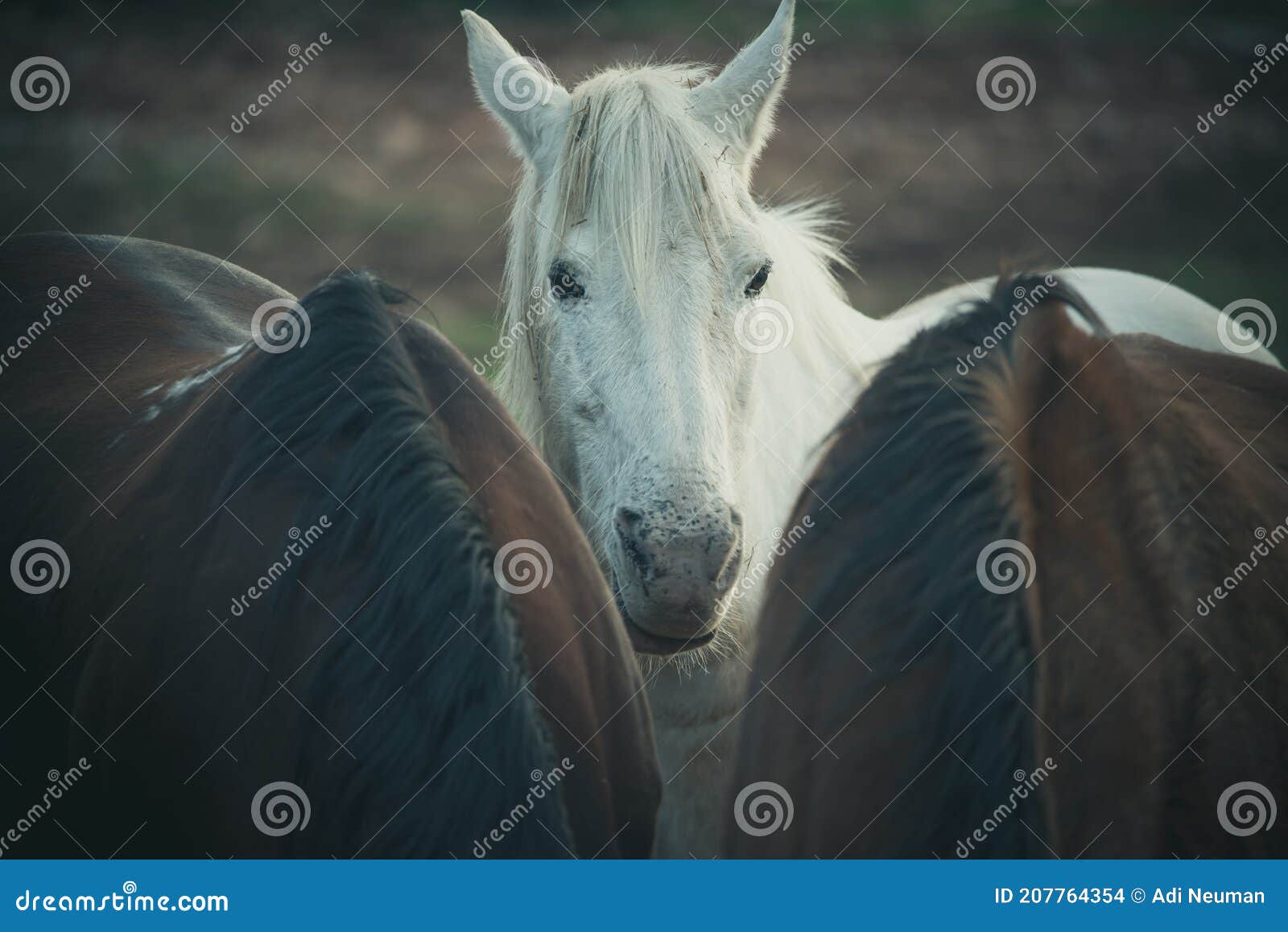 Cavalo Branco Olhando Para a Frente Entre Dois Cavalos Foto de