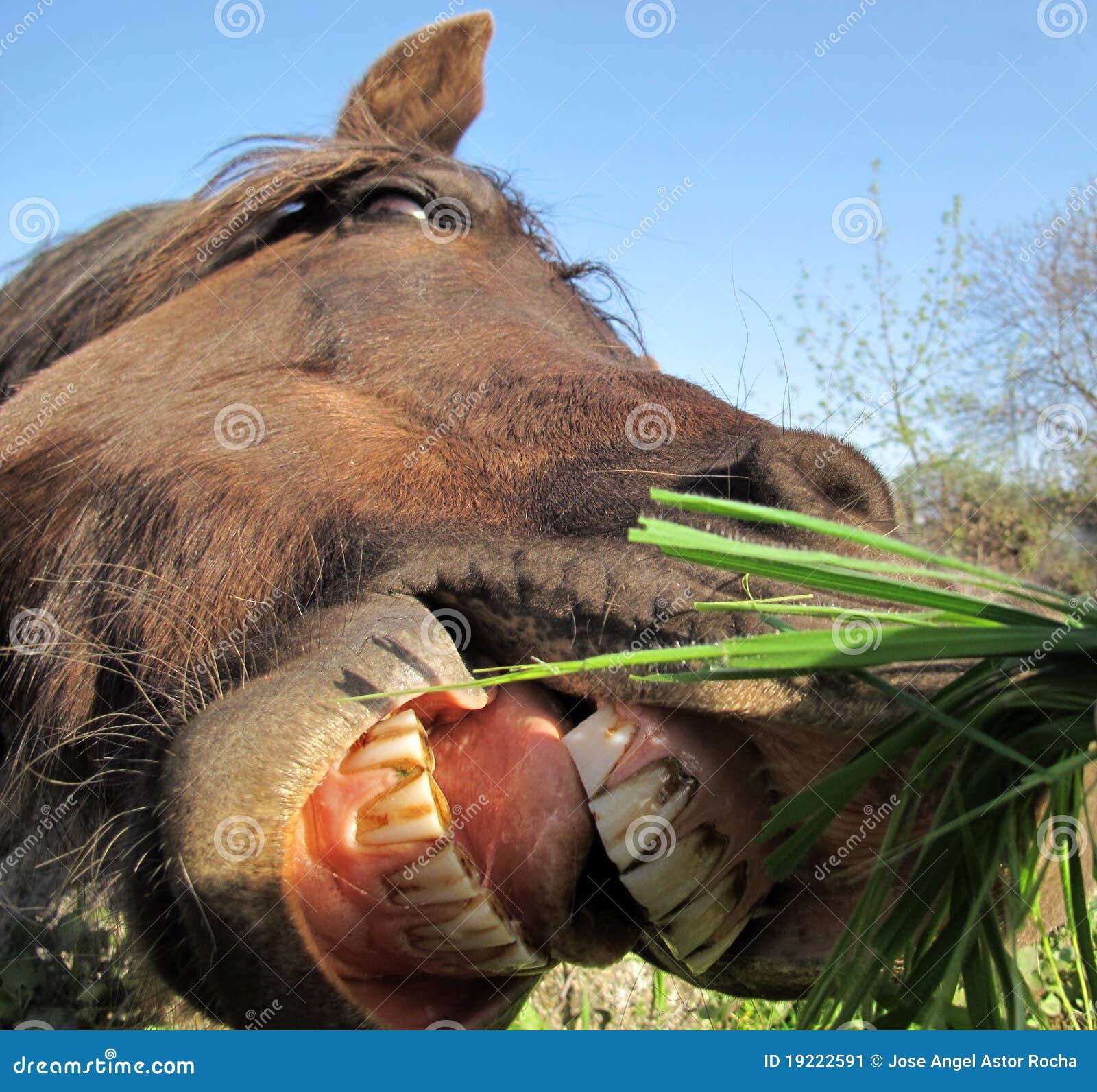 Fundo Narizes Nariz De Cavalo Sorrindo Luz Foto E Imagem Para