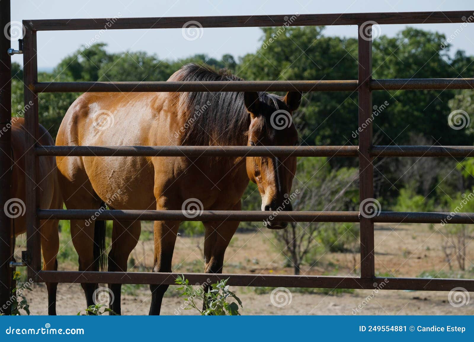 Frente de Baia de Cavalo com Portão - AM Ferramentas