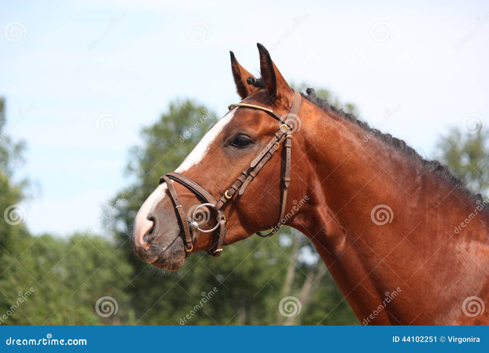 Cavalo cavalgando na bahia imagem editorial. Imagem de freio