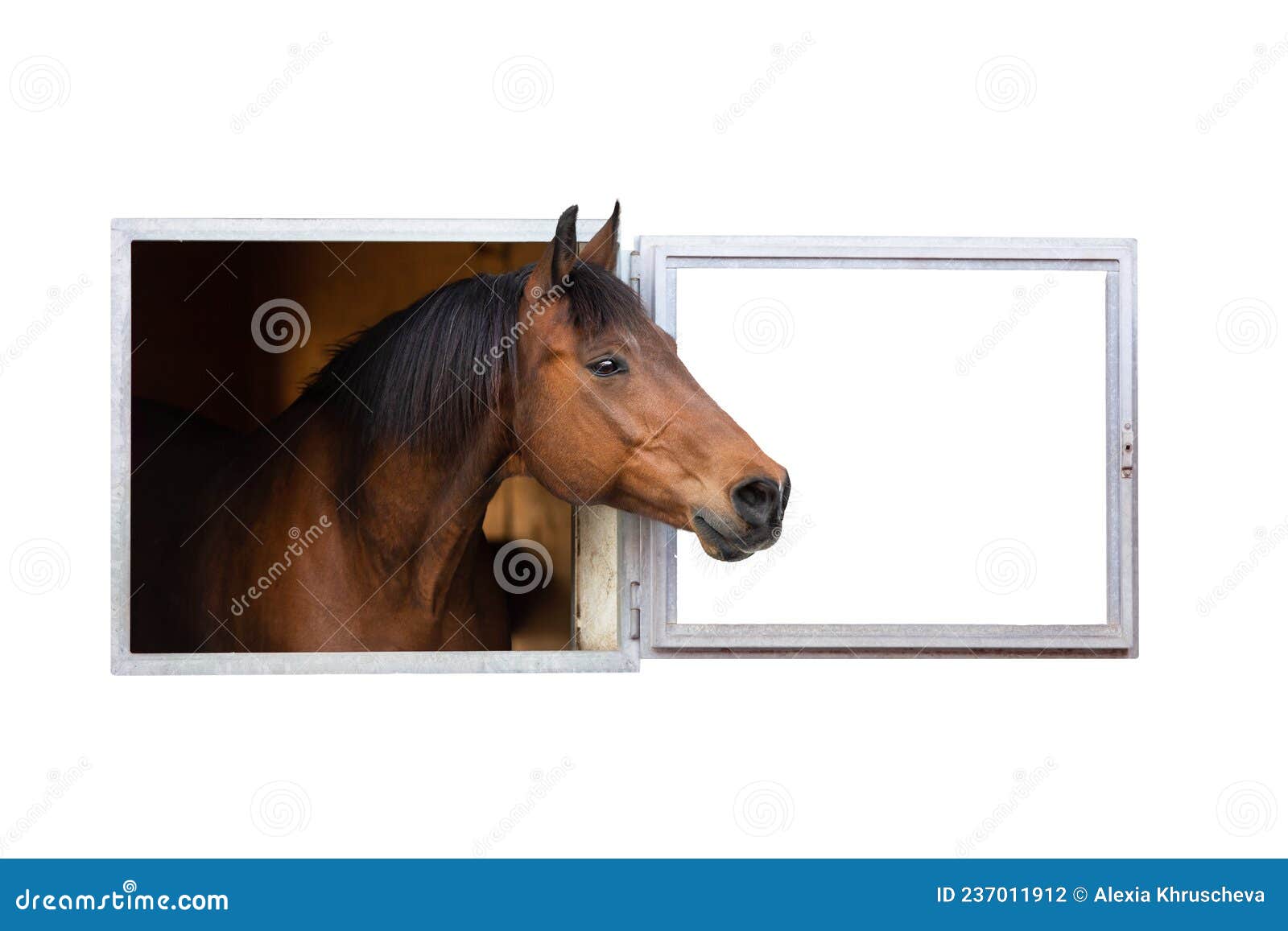 Cavalo na frente de um fundo branco