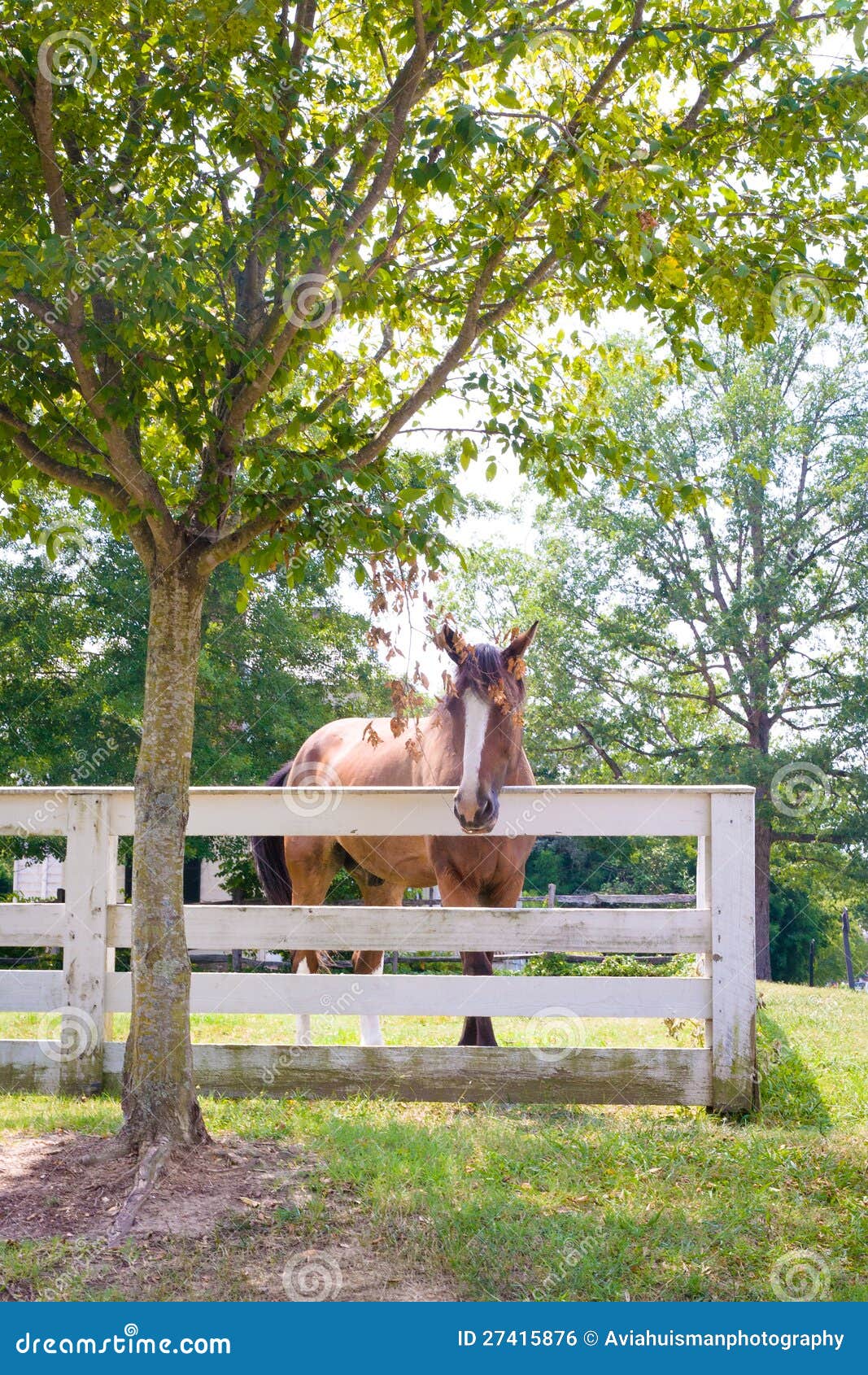 Cavalo à Frente De Uma árvore Foto de Stock - Imagem de marrom, cavalo:  179065984