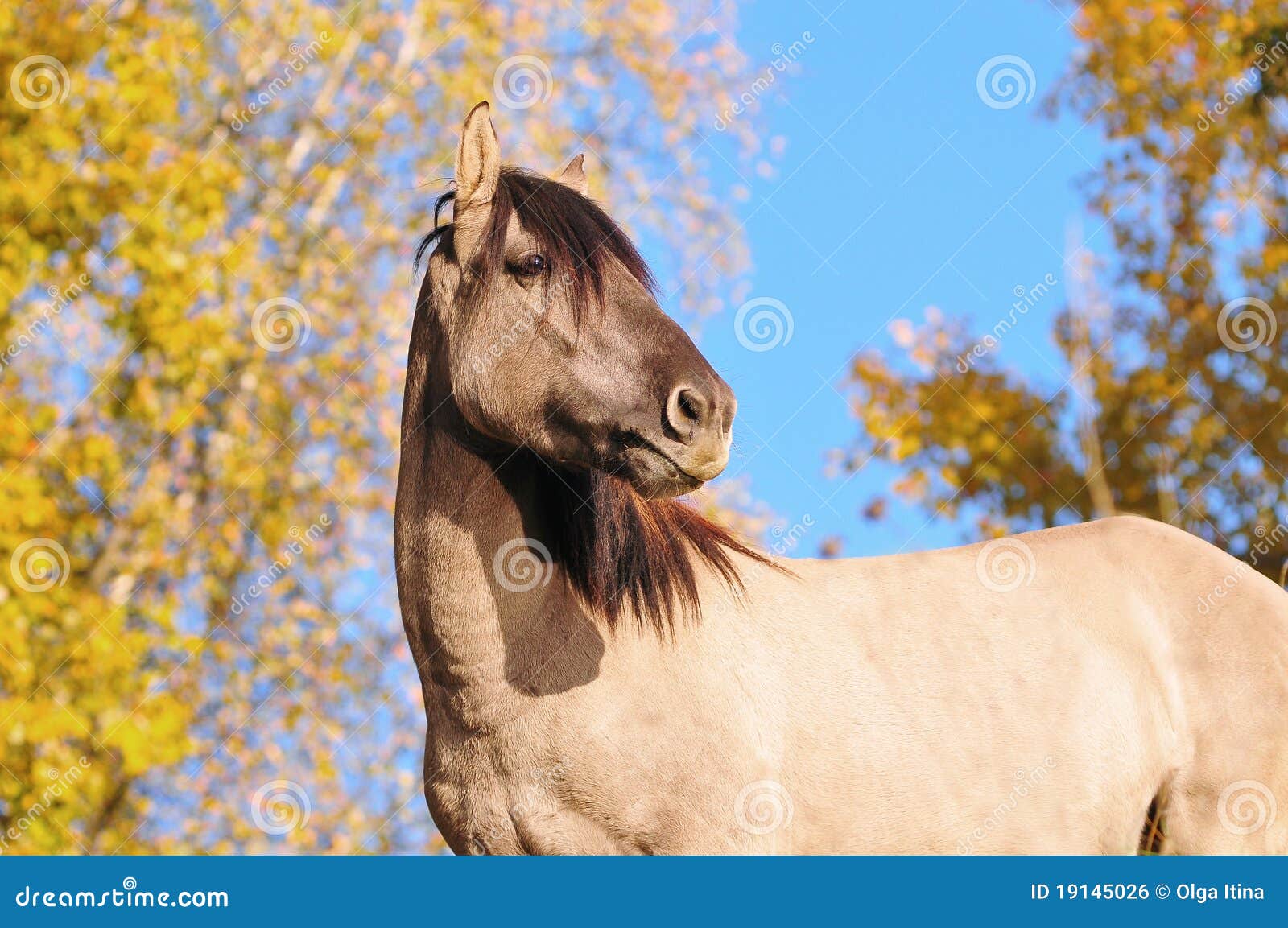 Qual o seu cavalo dos sonhos? : r/Horses, image size:1600x1153